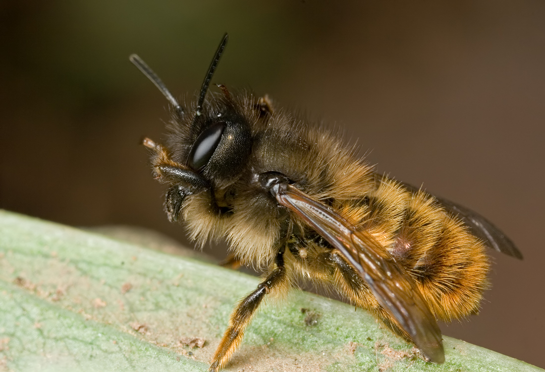 Red Mason Bee 2